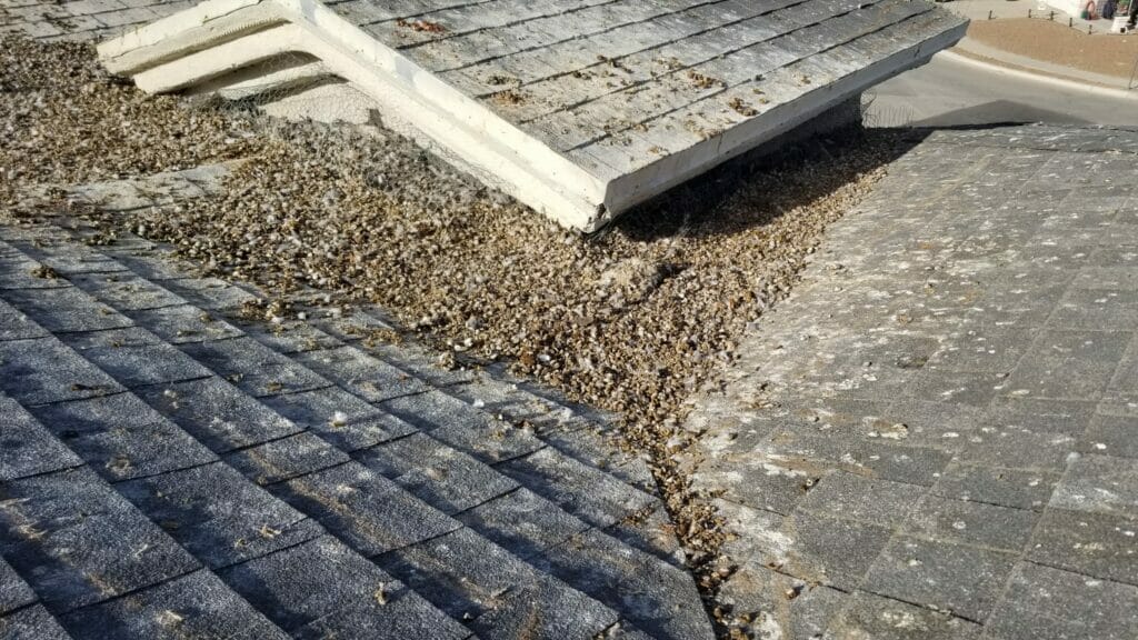 Read more about the article Can pigeons damage my roof or solar panels?