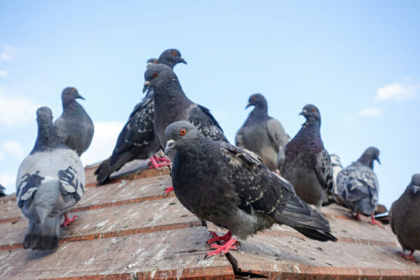 remove pigeons from roof and bird netting, pest control